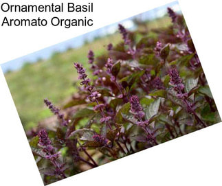 Ornamental Basil Aromato Organic