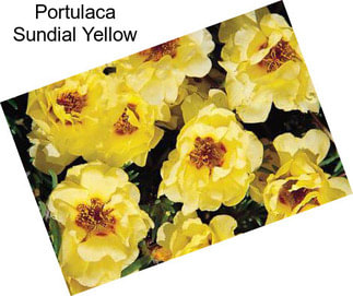 Portulaca Sundial Yellow