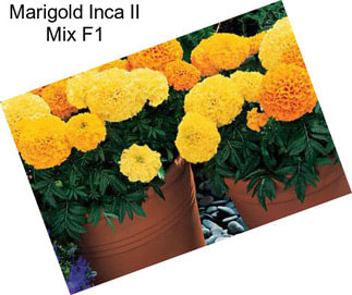 Marigold Inca II Mix F1