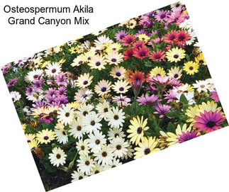 Osteospermum Akila Grand Canyon Mix