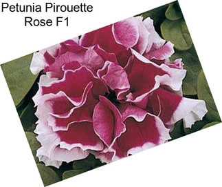 Petunia Pirouette Rose F1