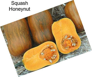 Squash Honeynut