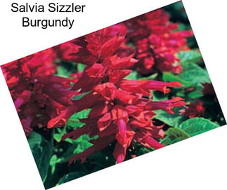 Salvia Sizzler Burgundy