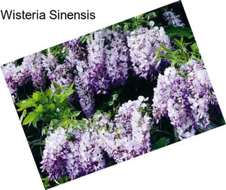 Wisteria Sinensis