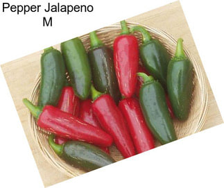 Pepper Jalapeno M