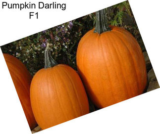 Pumpkin Darling F1