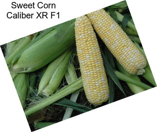 Sweet Corn Caliber XR F1