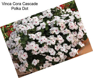 Vinca Cora Cascade Polka Dot