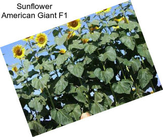 Sunflower American Giant F1