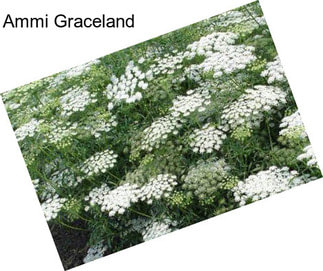 Ammi Graceland