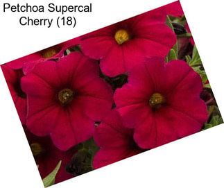 Petchoa Supercal Cherry (18)