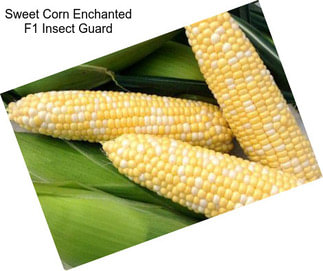 Sweet Corn Enchanted F1 Insect Guard