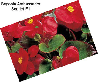 Begonia Ambassador Scarlet F1