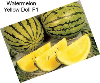 Watermelon Yellow Doll F1