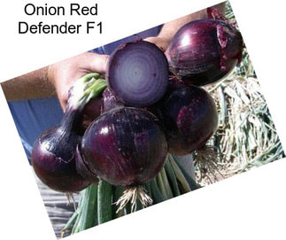 Onion Red Defender F1