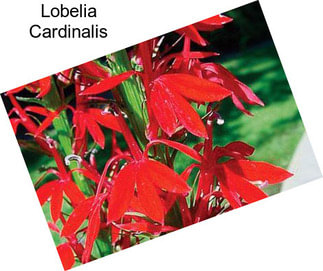 Lobelia Cardinalis