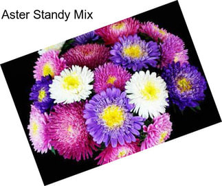 Aster Standy Mix