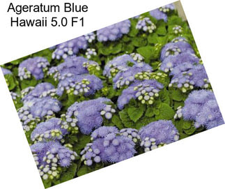 Ageratum Blue Hawaii 5.0 F1