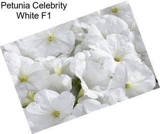 Petunia Celebrity White F1