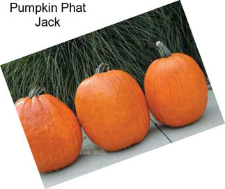 Pumpkin Phat Jack