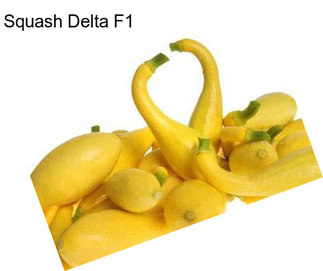 Squash Delta F1