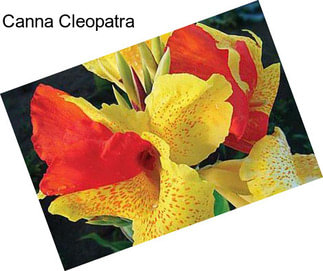 Canna Cleopatra