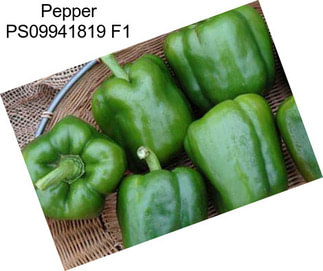 Pepper PS09941819 F1