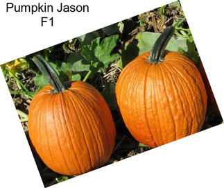 Pumpkin Jason F1
