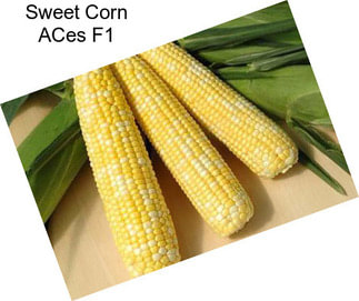 Sweet Corn ACes F1