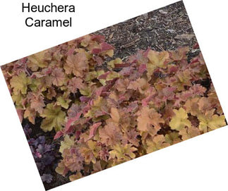 Heuchera Caramel