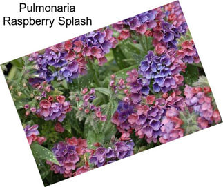 Pulmonaria Raspberry Splash