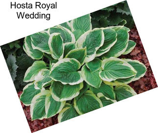 Hosta Royal Wedding