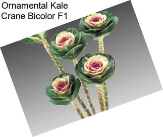 Ornamental Kale Crane Bicolor F1