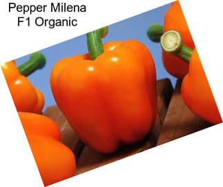 Pepper Milena F1 Organic