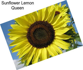 Sunflower Lemon Queen