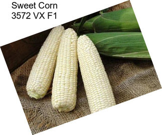 Sweet Corn 3572 VX F1