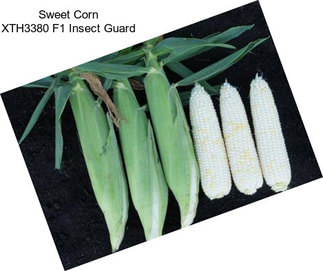 Sweet Corn XTH3380 F1 Insect Guard