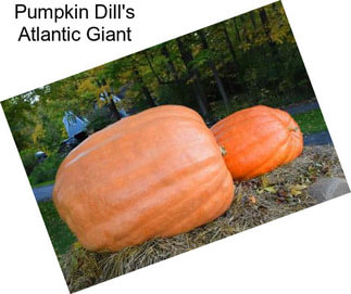 Pumpkin Dill\'s Atlantic Giant