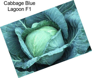 Cabbage Blue Lagoon F1