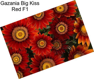 Gazania Big Kiss Red F1