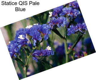 Statice QIS Pale Blue