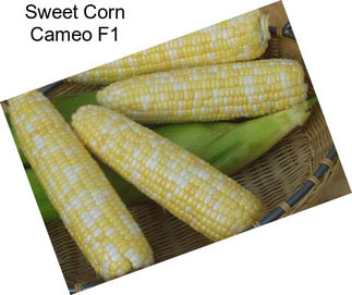 Sweet Corn Cameo F1