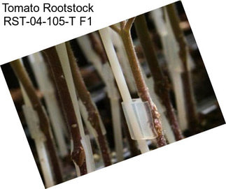 Tomato Rootstock RST-04-105-T F1