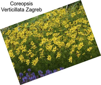 Coreopsis Verticillata Zagreb