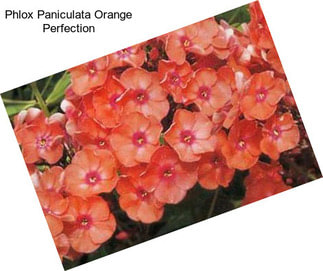 Phlox Paniculata Orange Perfection