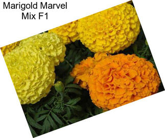 Marigold Marvel Mix F1
