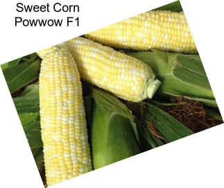 Sweet Corn Powwow F1