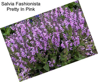 Salvia Fashionista Pretty In Pink