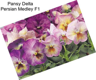 Pansy Delta Persian Medley F1