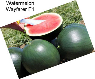 Watermelon Wayfarer F1